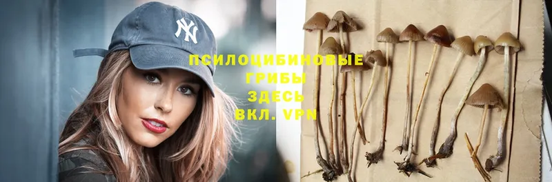 Псилоцибиновые грибы MAGIC MUSHROOMS  Богородицк 